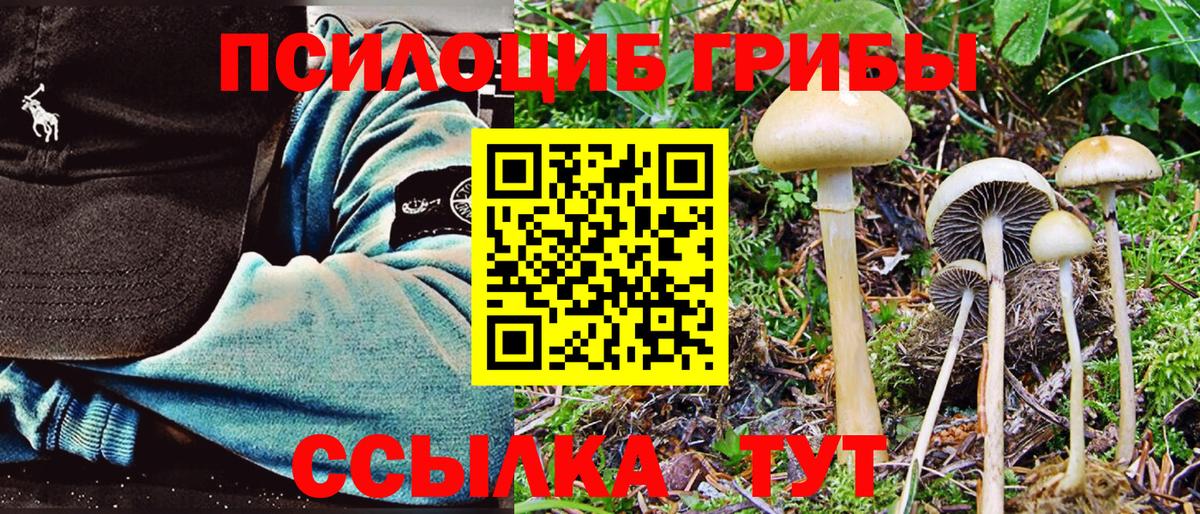 Галлюциногенные грибы Psilocybe  Галлюциногенные грибы прущие грибы  Нурлат 